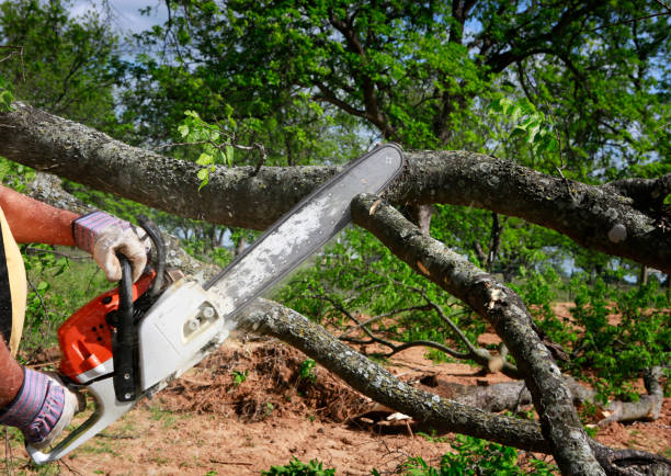  , USA Tree Care Pros